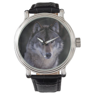 Nordamerika, Kanada, Ostkanada, Grauwolf Armbanduhr