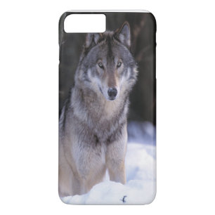 Nordamerika, Kanada, Ostkanada, Grauwolf Case-Mate iPhone Hülle