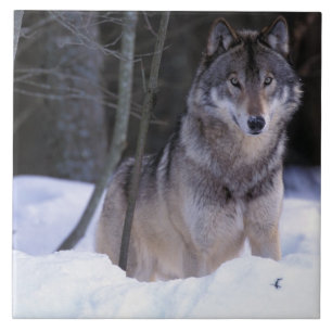 Nordamerika, Kanada, Ostkanada, Grauwolf Fliese