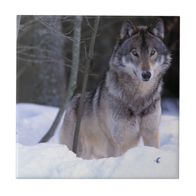 Nordamerika, Kanada, Ostkanada, Grauwolf Fliese (Vorderseite)