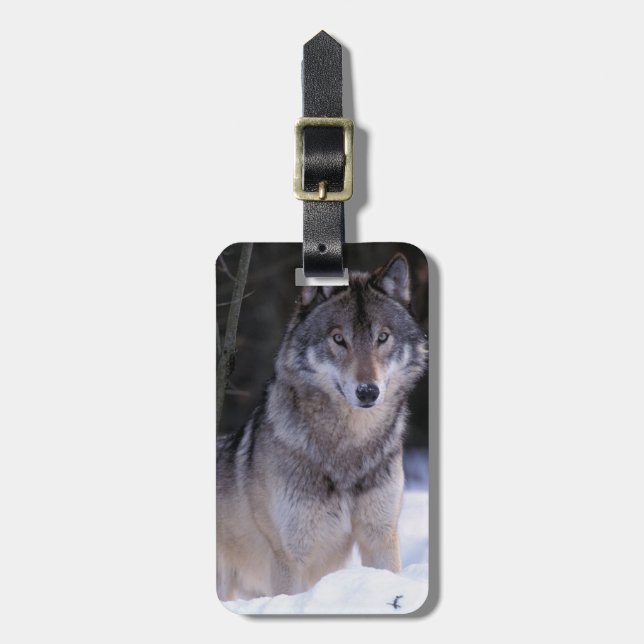 Nordamerika, Kanada, Ostkanada, Grauwolf Gepäckanhänger (Vorderseite vertikal)