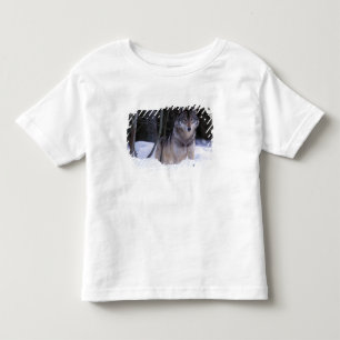 Nordamerika, Kanada, Ostkanada, Grauwolf Kleinkind T-shirt