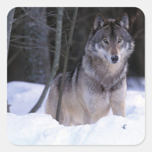 Nordamerika, Kanada, Ostkanada, Grauwolf Quadratischer Aufkleber