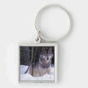 Nordamerika, Kanada, Ostkanada, Grauwolf Schlüsselanhänger