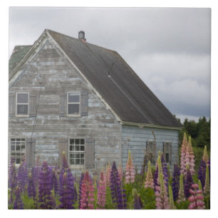Nordamerika, Kanada, Prince Edward Island, Fliese