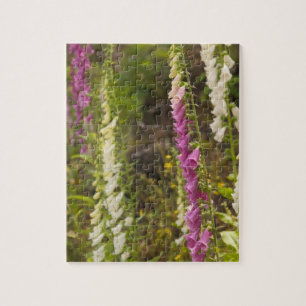 Nordamerika, Kanada, Queen Charlotte Islands, 2