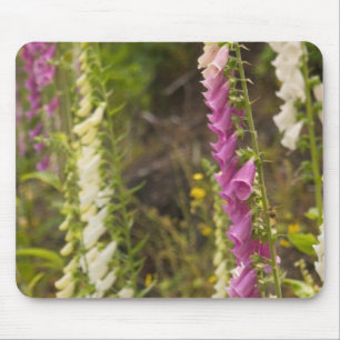Nordamerika, Kanada, Queen Charlotte Islands, 2 Mousepad