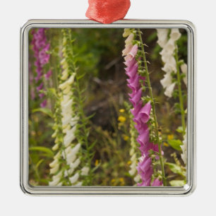Nordamerika, Kanada, Queen Charlotte Islands, 2 Silbernes Ornament