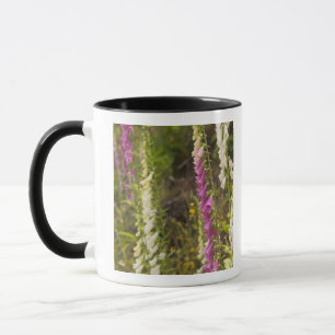 Nordamerika, Kanada, Queen Charlotte Islands, 2 Tasse