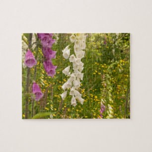 Nordamerika, Kanada, Queen Charlotte Islands, 5