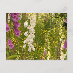 Nordamerika, Kanada, Queen Charlotte Islands, 5 Postkarte