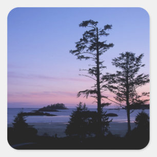 Nordamerika, Kanada, Vancouver Island, Bäume Quadratischer Aufkleber