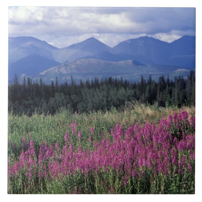 Nordamerika, Kanada, Yukon. Blüten Fliese (Vorderseite)
