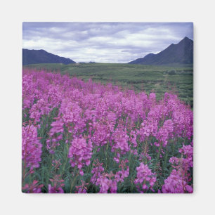Nordamerika, Kanada, Yukon. Blüten Magnet