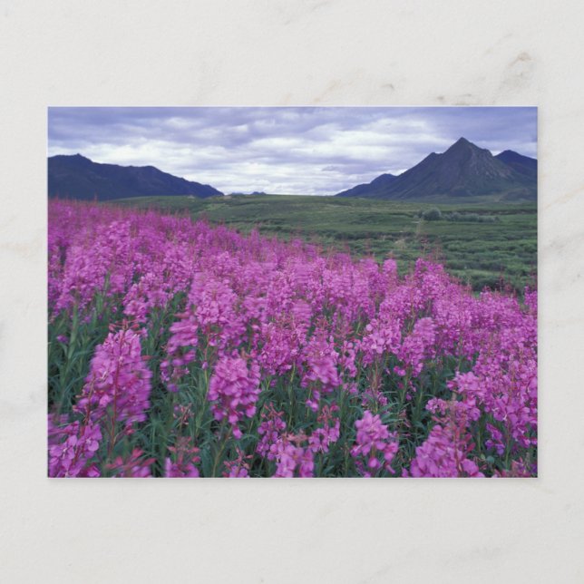 Nordamerika, Kanada, Yukon. Blüten Postkarte (Vorderseite)