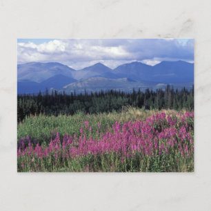 Nordamerika, Kanada, Yukon. Blüten Postkarte