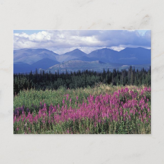 Nordamerika, Kanada, Yukon. Blüten Postkarte (Vorderseite)