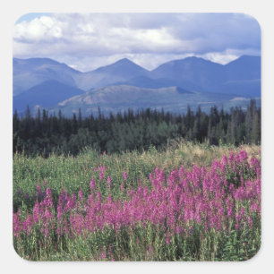 Nordamerika, Kanada, Yukon. Feuerkraut blüht Quadratischer Aufkleber