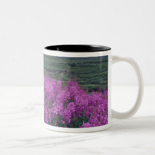 Nordamerika, Kanada, Yukon. Feuerkraut blüht Zweifarbige Tasse