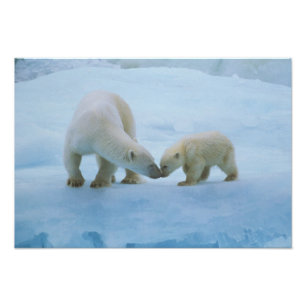 Nordamerika, Kanadische Arktis. Eisbär Fotodruck