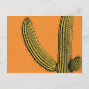 Nordamerika, Mexiko, Baja California, Cabo Postkarte