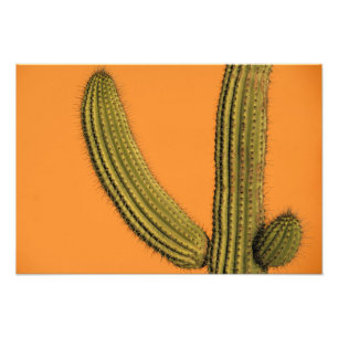 Nordamerika, Mexiko, Baja, Kalifornien, Cabo Fotodruck