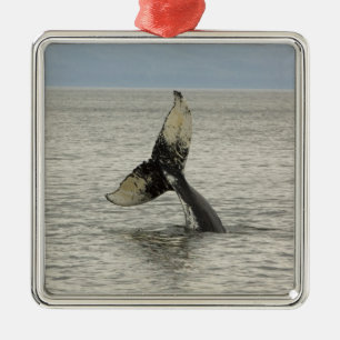 Nordamerika, USA, AK, Inside Passage. Buckelwal Silbernes Ornament