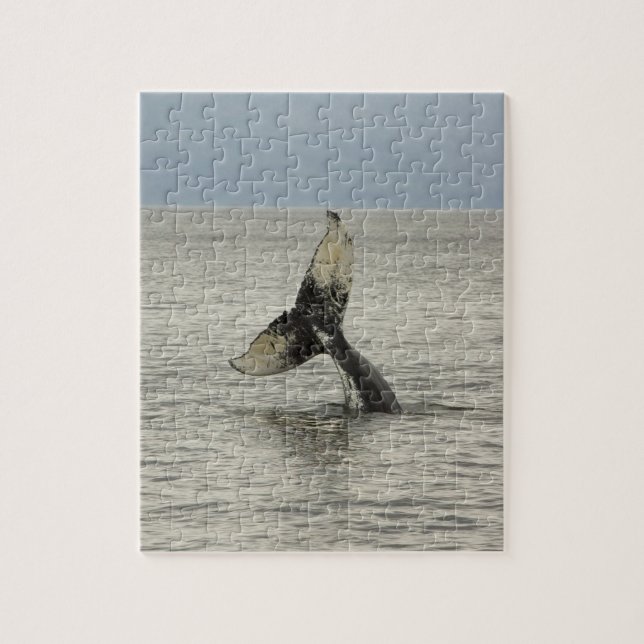 Nordamerika, USA, AK, Inside Passage. Humpback (Vertikal)
