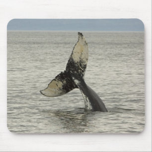 Nordamerika, USA, AK, Inside Passage. Humpback Mousepad