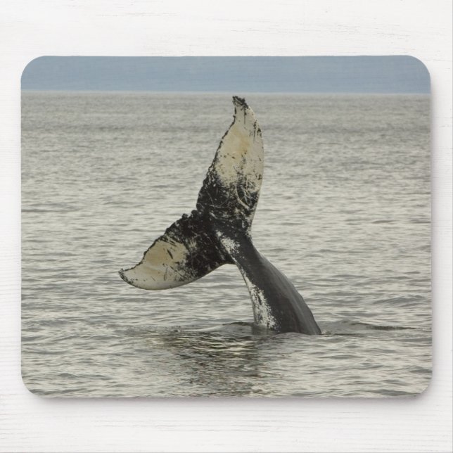 Nordamerika, USA, AK, Inside Passage. Humpback Mousepad (Vorne)