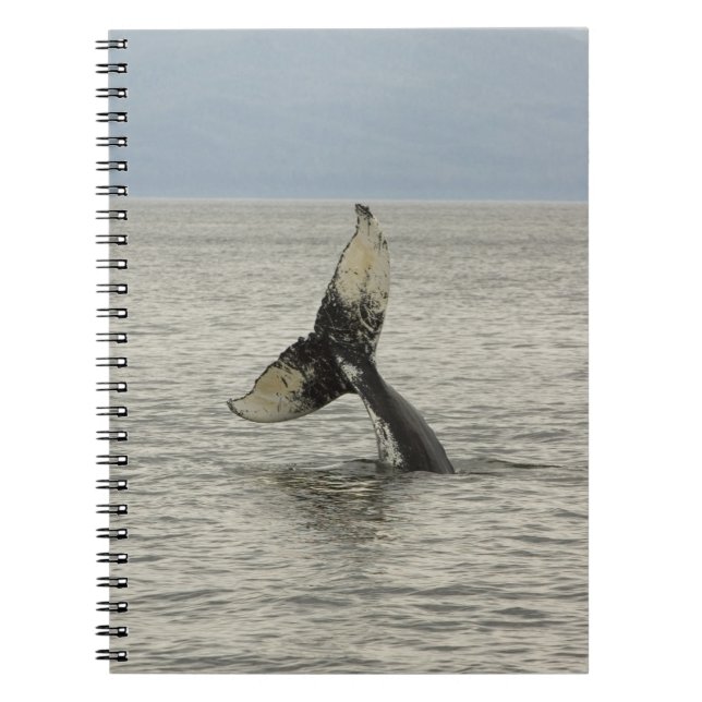 Nordamerika, USA, AK, Inside Passage. Humpback Notizblock (Vorderseite)
