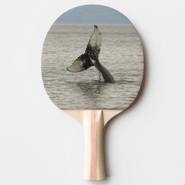 Nordamerika, USA, AK, Inside Passage. Humpback Tischtennis Schläger (Vorderseite)