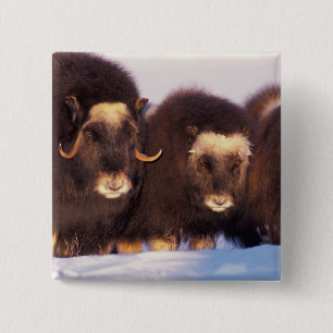 Nordamerika, USA, Alaska, Arktischer Kreis, Button