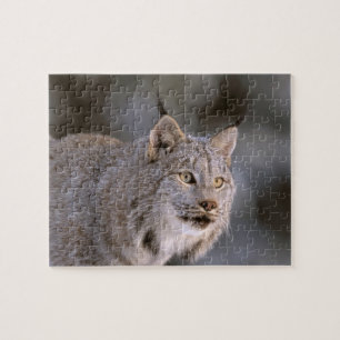 Nordamerika, USA, Alaska, Haines. Luchs (Felis 2