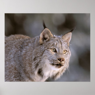 Nordamerika, USA, Alaska, Haines. Luchs (Felis 2 Poster