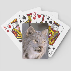 Nordamerika, USA, Alaska, Haines. Luchs (Felis 2 Spielkarten