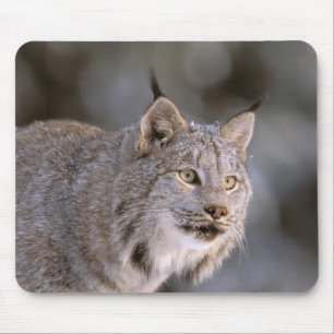 Nordamerika, USA, Alaska, Haines. Luchs (Felis lyn Mousepad
