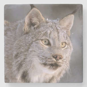 Nordamerika, USA, Alaska, Haines. Luchs (Felis lyn Steinuntersetzer