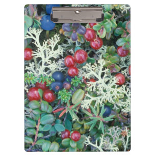 Nordamerika, USA, Alaska, Landschaft, Beeren Klemmbrett