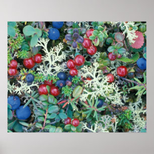 Nordamerika, USA, Alaska, Landschaft, Beeren Poster