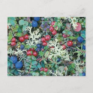 Nordamerika, USA, Alaska, Landschaft, Beeren Postkarte