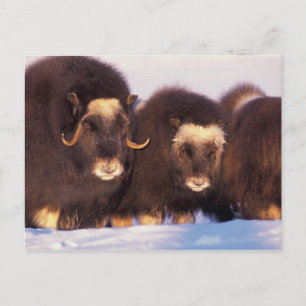 Nordamerika, USA, Alaska, Polarkreis, Postkarte