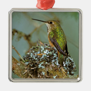 Nordamerika, USA, Alaska. Rotschwanz-Kolibri Silbernes Ornament