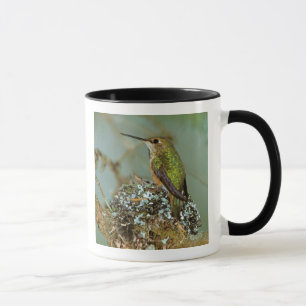 Nordamerika, USA, Alaska. Rotschwanzkolibri Tasse