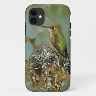 Nordamerika, USA, Alaska. Rubinkehlkolibri iPhone 11 Hülle