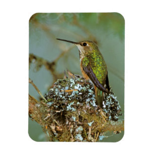 Nordamerika, USA, Alaska. Rubinkehlkolibri Magnet