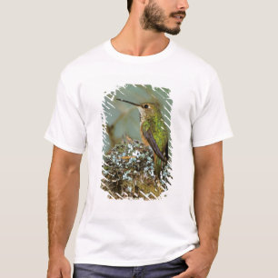 Nordamerika, USA, Alaska. Rubinkehlkolibri T-Shirt