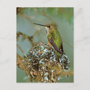 Nordamerika, USA, Alaska. Rufous Summenvogel Postkarte