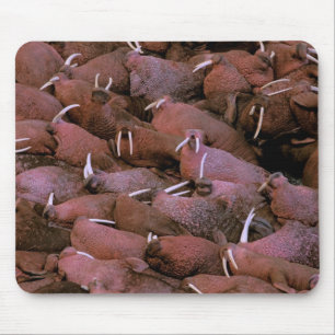 Nordamerika, USA, Alaska, Yukon Delta National Mousepad