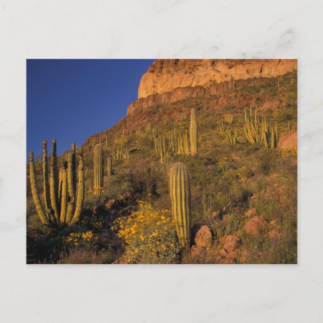 Nordamerika, USA, Arizona, Orgelpfeife Kaktus 2 Postkarte (Vorderseite)